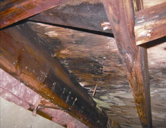 mold and rot in a Carmel crawl space