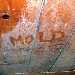 Wood in Zionsville that's showing signs of cosmetically damaging mold
