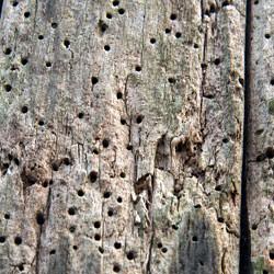 Powder post beetle damage on wood outside a Kokomo home