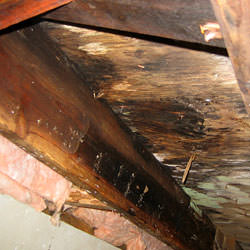 wet rot showing on joist and girder wood in a home in Plainfield