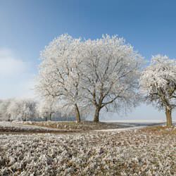 Frost covering trees and a grassy field in Crawfordsville